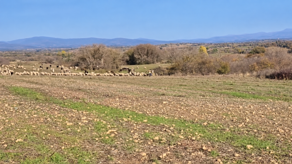 Kırklareli’nde çayırda otlayan koyunlar