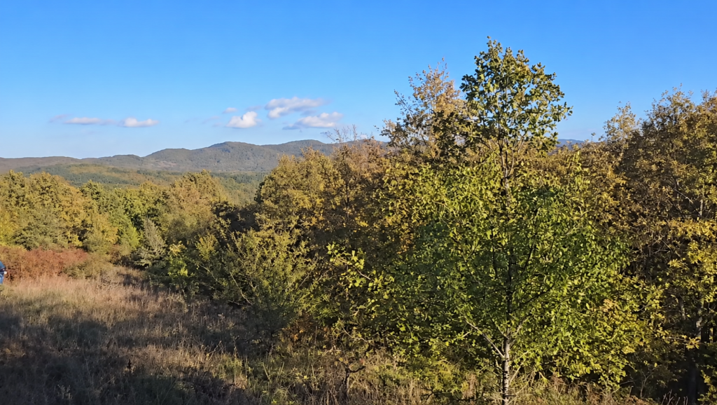 Ormanlık parselin havadan görünümü-3